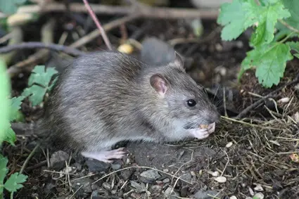 what do rats do for the environment?