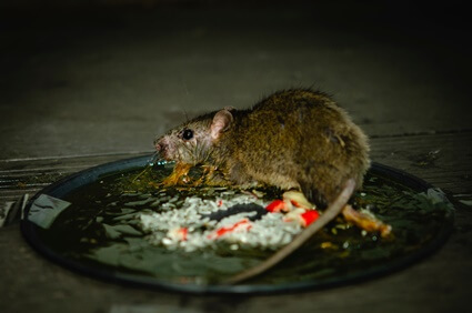 what food is irresistible to rats?