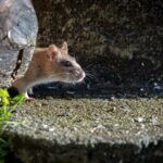 what is the difference between pet rats and wild rats?