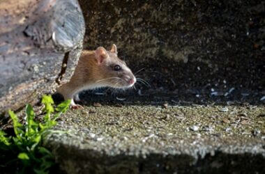 what is the difference between pet rats and wild rats?