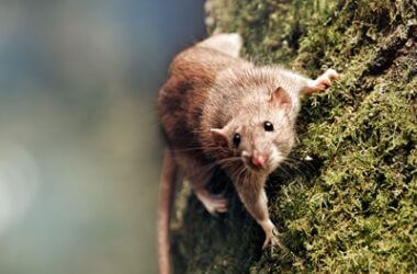 what material can rats not climb?