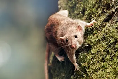 what material can rats not climb?