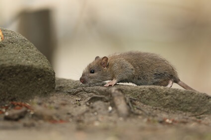 what role do rats play in the ecosystem?
