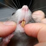 what type of teeth do rodents have?