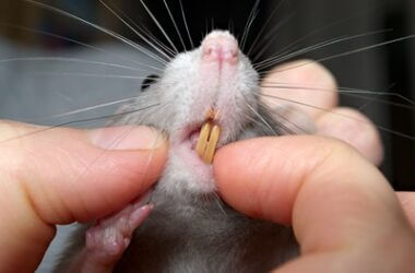 what type of teeth do rodents have?