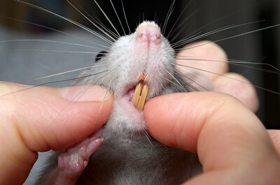 What Type of Teeth Do Rats Have? — Reject Rats