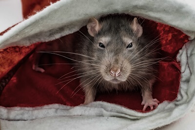 when do rats attack humans?