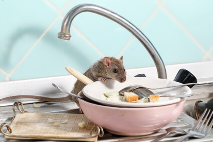 where do rats hide in the kitchen?