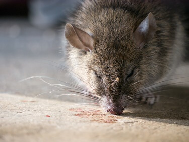 where will a rat die after eating poison?