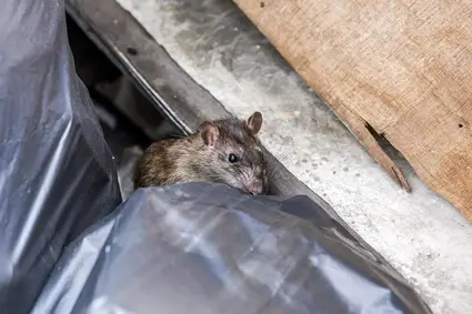 why are rats hated?