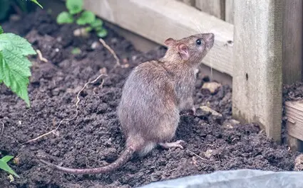 why are rats tails hairless?