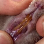 why are rats teeth so yellow?