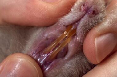 why are rats teeth so yellow?