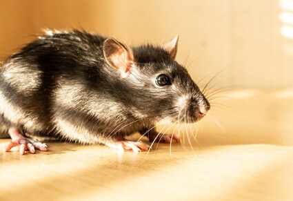 why do rats appear in houses?