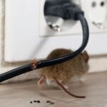 why do rats chew wires?