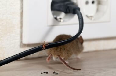 why do rats chew wires?