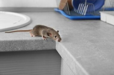 why do rats come in the house?