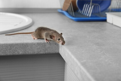 why do rats come in the house?