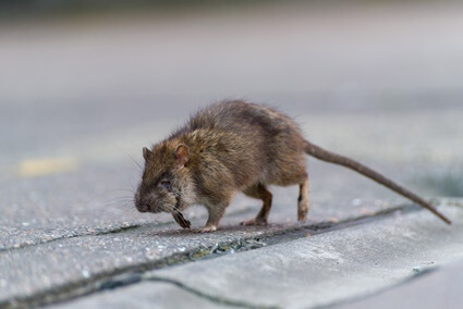 why do rats come out in the daytime?