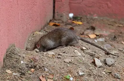 why do rats go into walls?