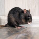why do rats have bald tails?