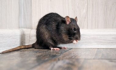 why do rats have bald tails?