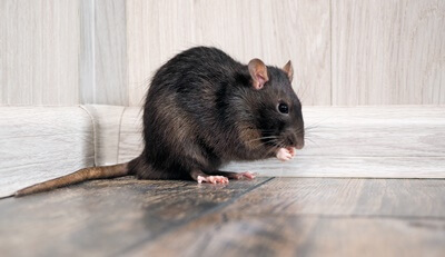 why do rats have bald tails?