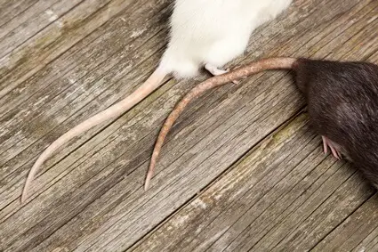 will a rat die if it loses its tail?