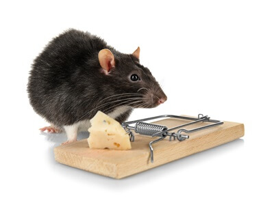 will a rat go back to the same trap?