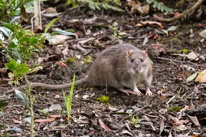 Is It Normal For Rats To Eat Their Dead?