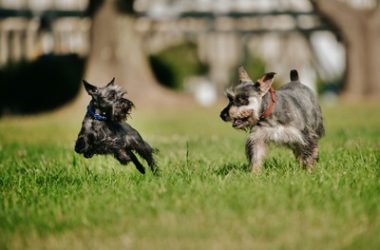 Schnauzer to keep rats away