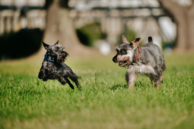 Schnauzer to keep rats away