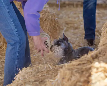 Schnauzers for ratting