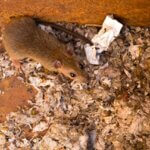 can you leave a dead rat in the wall?