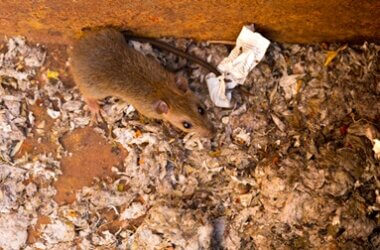 can you leave a dead rat in the wall?