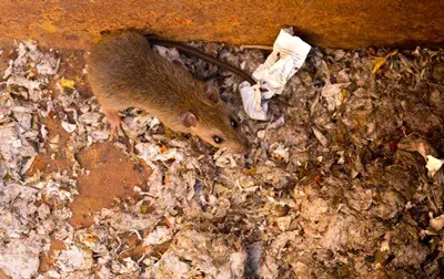 can you leave a dead rat in the wall?