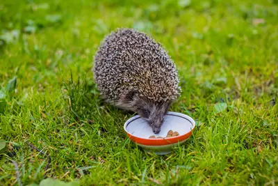 hedgehogs and rats